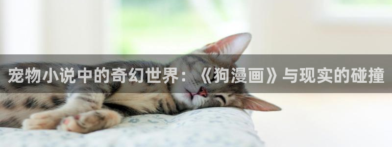 喵趣二次元